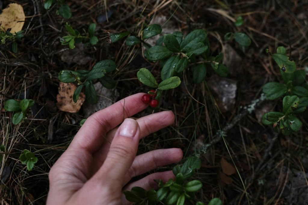 Inizia a fare foraging - raccolta erbe e frutti selvatici - e dedicati all'autoproduzione. Questa è la sfida di aprile. Partecipa!