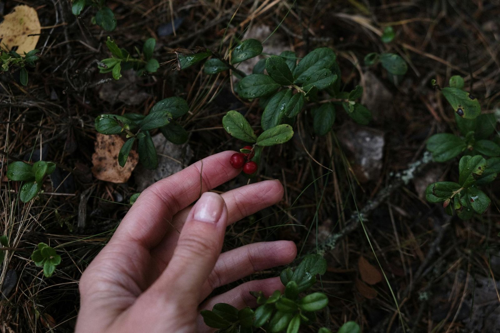 Inizia a fare foraging - raccolta erbe e frutti selvatici - e dedicati all'autoproduzione. Questa è la sfida di aprile. Partecipa!