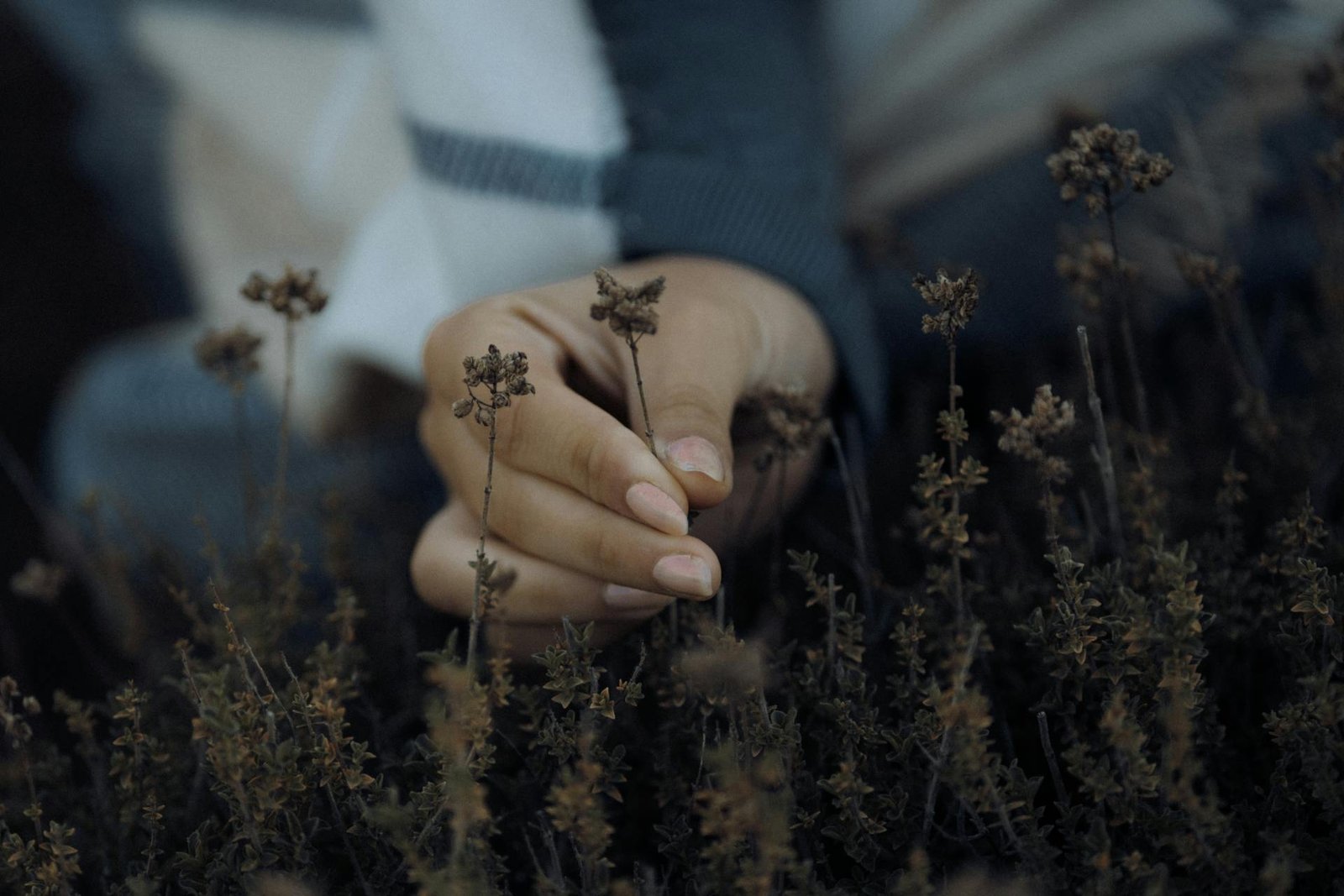 Idee per esplorare il foraging e la raccolta di cibo ed erbe selvatiche ogni giorno