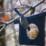 Mangiatoia per uccelli con design studiato per evitare infortuni.