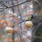 Palle di grasso biologiche senza additivi, perfette per nutrire gli uccelli selvatici.