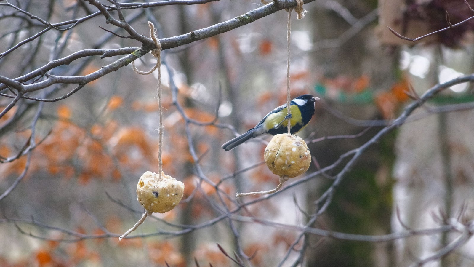 Palle di grasso biologiche senza additivi, perfette per nutrire gli uccelli selvatici.