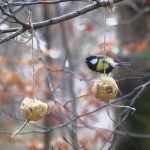 Dettaglio degli ingredienti delle palle di grasso per uccelli selvatici.