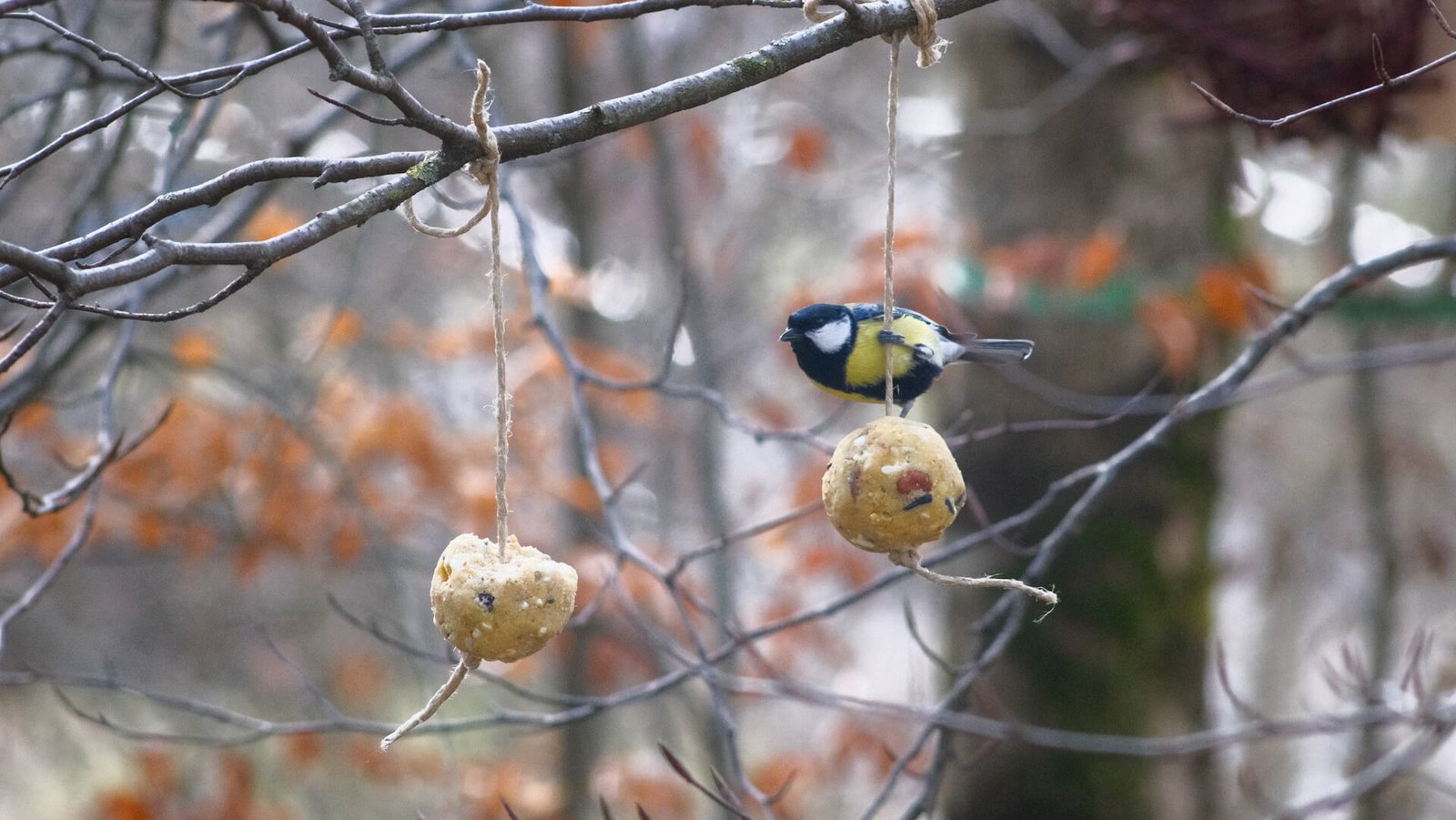 Dettaglio degli ingredienti delle palle di grasso per uccelli selvatici.