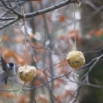 Palle di grasso MÖKKI senza plastica, più sicure per gli uccelli selvatici.