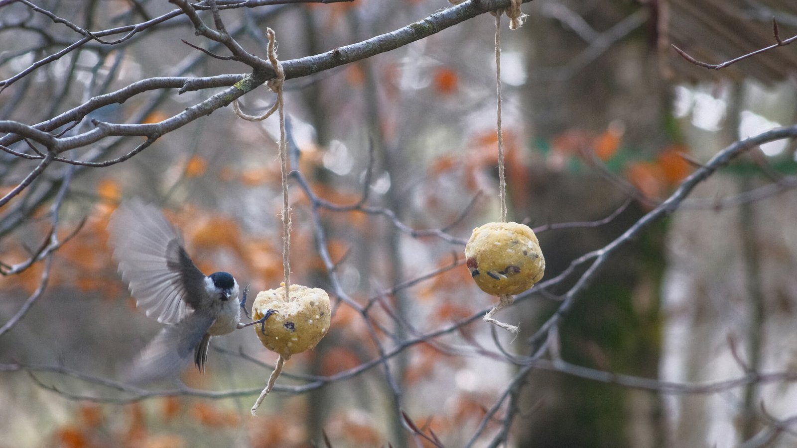 Palle di grasso MÖKKI senza plastica, più sicure per gli uccelli selvatici.