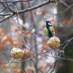 Palle di grasso MÖKKI appese su un albero per nutrire gli uccelli in inverno.