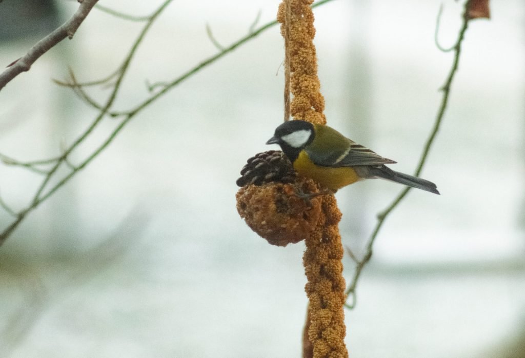 Video Tutorial Fai-Da-Te per creare delle palle di semi e burro d'arachidi per sfamare gli uccelli selvatici in inverno.
