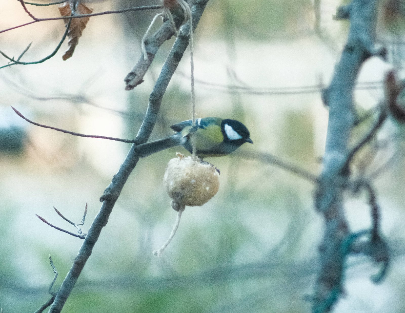 Video Tutorial DIY per creare delle palle di semi per sfamare gli uccelli selvatici in inverno.